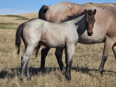 Survivor Topsail JW <BR>AQHA PENDING